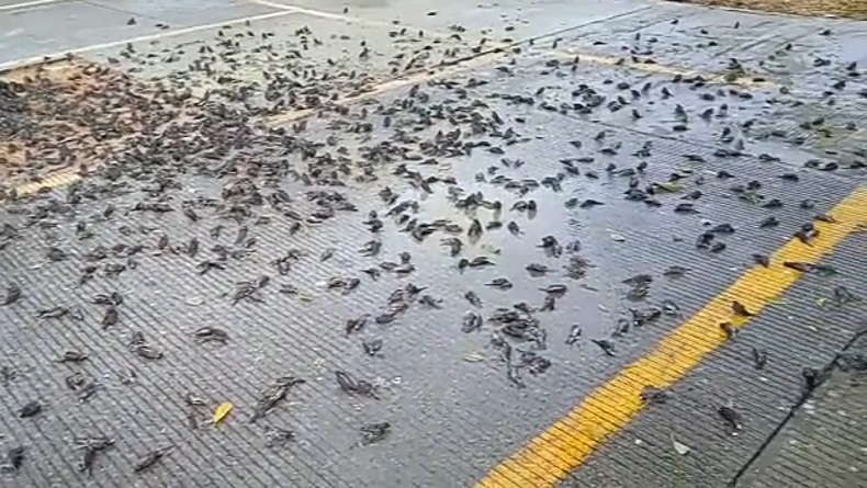 Viral, Ratusan Burung Pipit Ditemukan Mati Mendadak di Balai Kota Cirebon