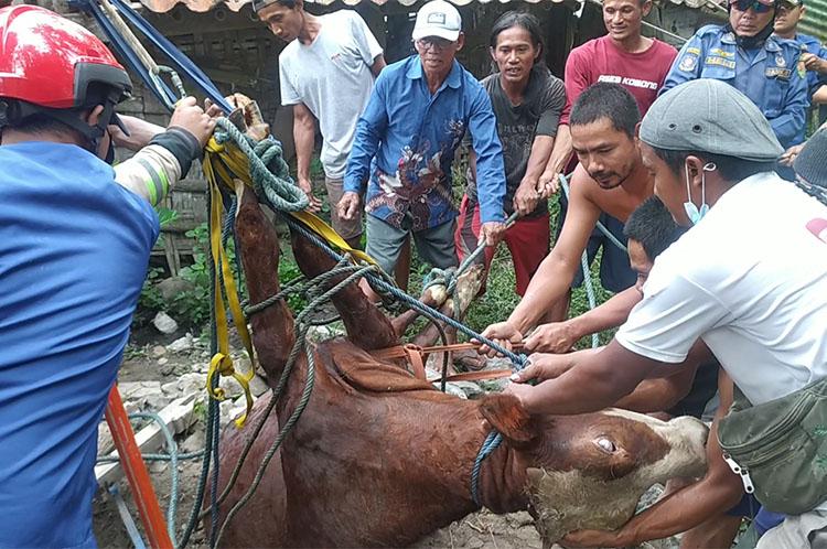 Dramatis, Sapi Betina Terperosok ke Dalam Sumur ketika Akan Dijual