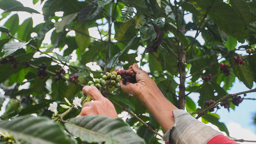 Relawan MNC Peduli Gotong Royong Perbaiki Jembatan dan Bantu Panen Kopi di Bogor - Bagian 4