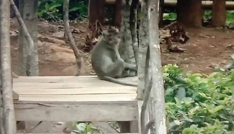Lama Ditutup, Objek Wisata Citengah Sumedang Dikuasai Monyet Liar