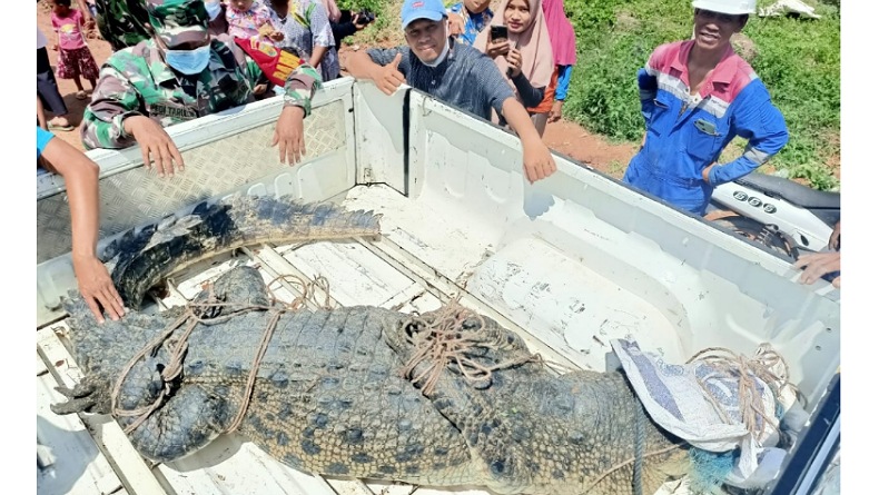 Buaya Sepanjang 4 Meter Ditangkap Warga, tapi Masih Seekor Lagi Berkeliaran