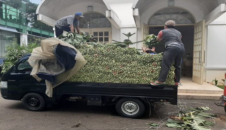 Harga Sayuran Anjlok, Sawi Hasil Panen Petani Sukabumi Diborong Jokowi