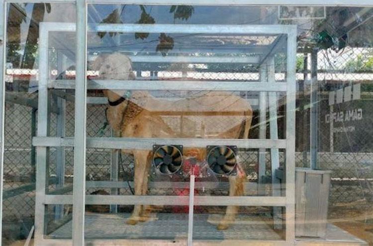 Mahasiswa UGM Ciptakan Alat Penghitung Gas Rumah Kaca Ternak Ruminansia 