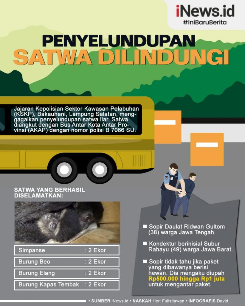 Infografis Penyelundupan Satwa Dilindungi di Lampung