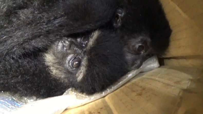 Polisi Gagalkan Penyelundupan Simpanse dan Burung Elang di Bakauheni