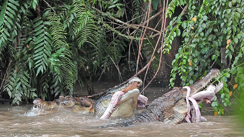 Penangkaran Buaya Terbengkalai, Pembatas dengan Permukiman hanya Dipagari Seng - Bagian 1