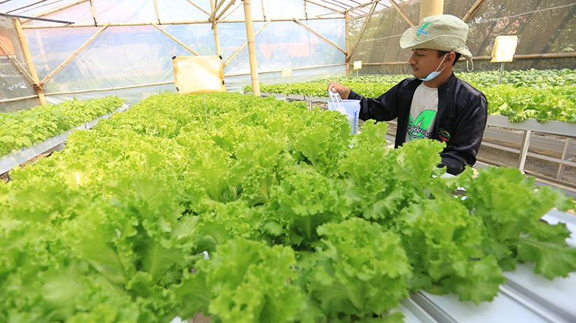 Petani Milenial Manfaatkan Teknologi dari Penanaman hingga Pemasaran - Bagian 2