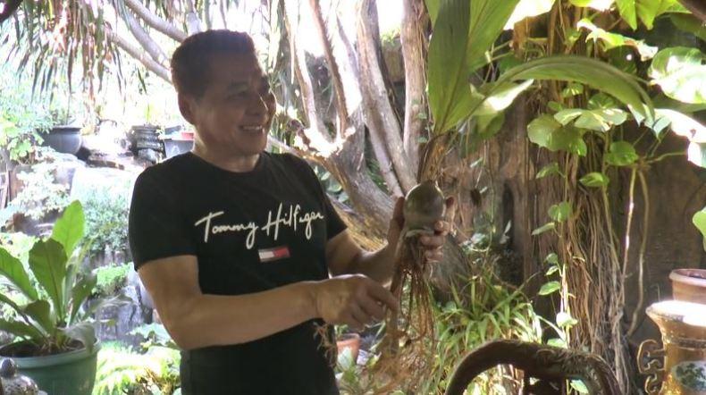 Pria di Semarang Ini Sukses Tekuni Budi Daya Bonsai Pohon Kelapa sejak Pandemi Covid-19 