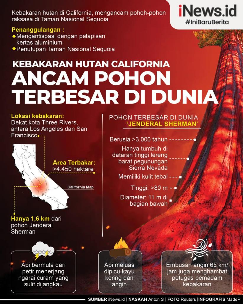 Infografis Kebakaran Hutan California Ancam Pohon Terbesar di Dunia