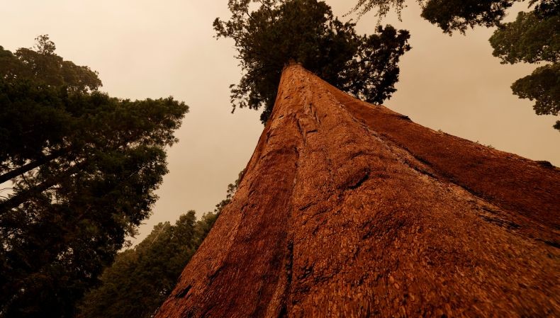 Kebakaran Hutan Dahsyat di California, Pohon Terbesar di Dunia Dilapisi Kertas Aluminium