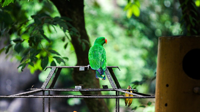 TMII Buka Wahana Rekreasi Taman Burung - Bagian 3