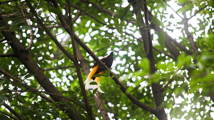 TMII Buka Wahana Rekreasi Taman Burung - Bagian 2