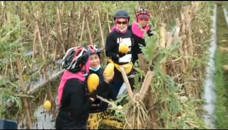 Berkah Pandemi, Petani Buah asal Purwokerto Ini Raih Hasil Melimpah Panen Semangka Golden