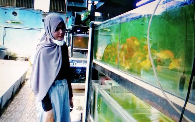 Warga Klaten Ini Sukses Budi Daya Ikan Hias di Tengah Pandemi, Raup Omzet Rp30 Juta per Hari