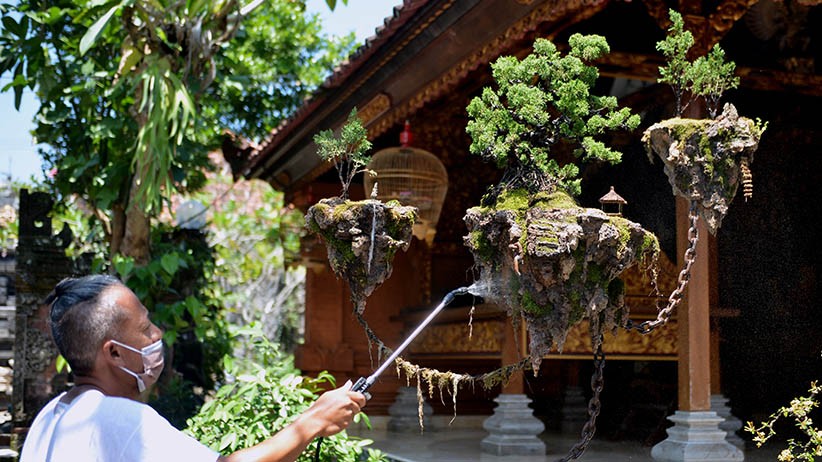 Viral Bonsai Avatar Bisa Melayang Ternyata Ada di Bali, Ini Penampakannya - Bagian 2