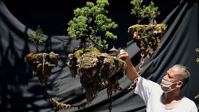 Viral Bonsai Avatar Bisa Melayang Ternyata Ada di Bali, Ini Penampakannya - Bagian 1