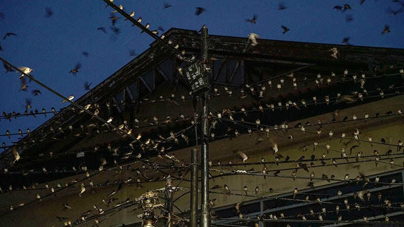 Migrasi, Ribuan Burung Layang-Layang Asia Mampir ke Kota Yogyakarta - Bagian 4