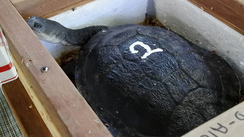 13 Ekor Kura-Kura Leher Ular Dipulangkan dari Singapura ke Habitat Asli di NTT - Bagian 1