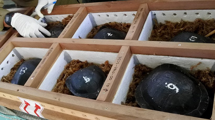 13 Ekor Kura-Kura Leher Ular Dipulangkan dari Singapura ke Habitat Asli di NTT - Bagian 2