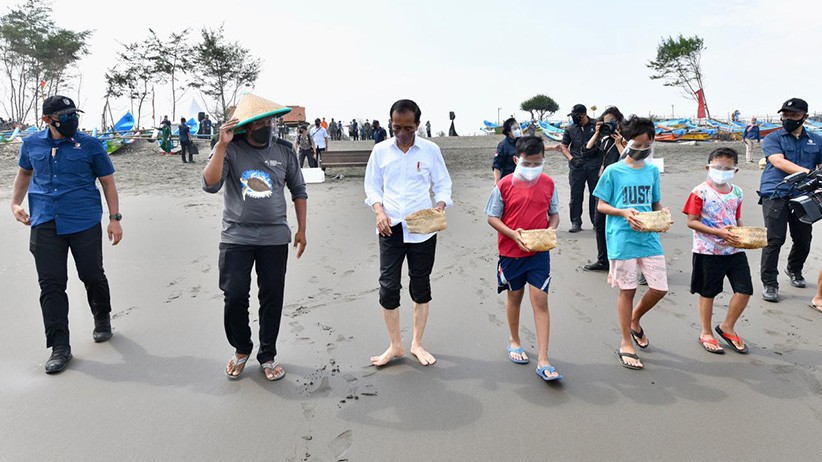 Copot Sepatu, Presiden Jokowi Melepas Tukik di Pantai Kemiren Cilacap - Bagian 4