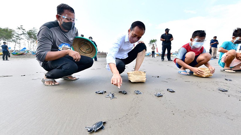 Copot Sepatu, Presiden Jokowi Melepas Tukik di Pantai Kemiren Cilacap - Bagian 2