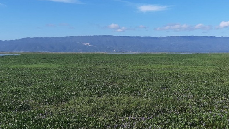Kondisi Danau Limboto semakin Kritis dan Mendesak Diselamatkan