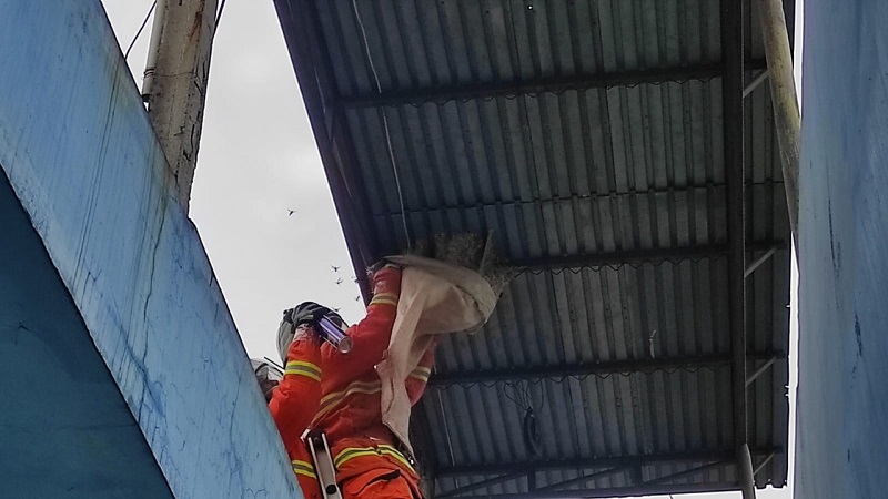 Tawon Vespa Serbu Warga Mojokerto, 7 Sarang Dievakuasi 