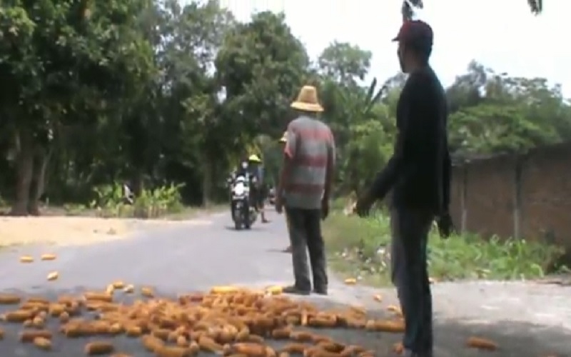 title Waduh, Petani Jagung di Lombok Buang Hasil Panen ke Jalan Raya Waduh, Petani Jagung di Lombok Buang Hasil Panen ke Jalan Raya