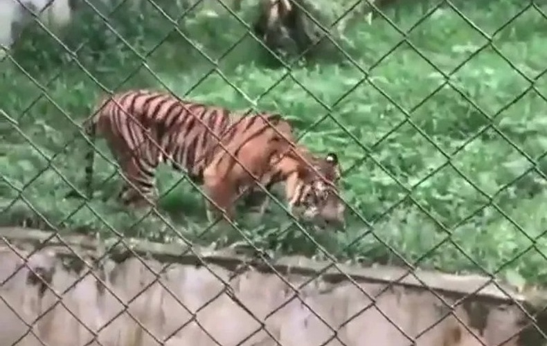 title Viral Harimau di Medan Zoo Makan Rumput, Dokter Hewan: Itu Hal yang Wajar Viral Harimau di Medan Zoo Makan Rumput, Dokter Hewan: Itu Hal yang Wajar