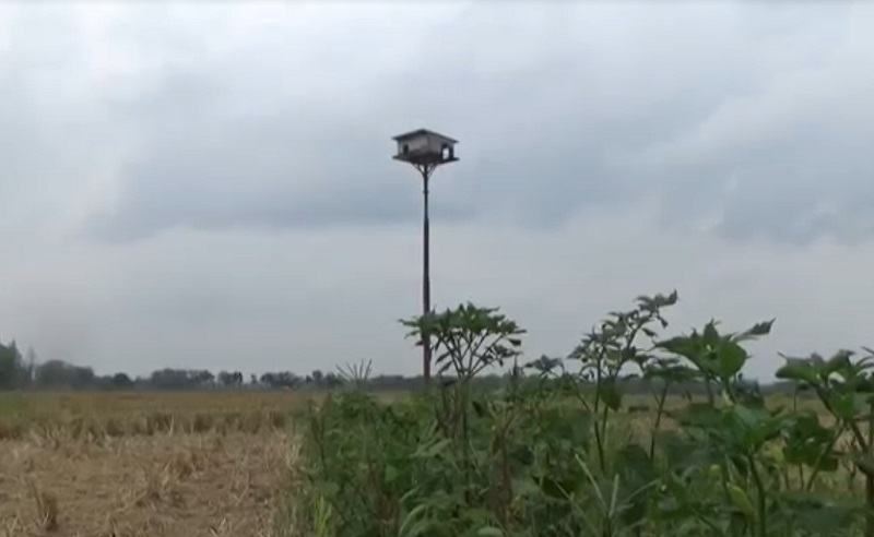 Bikin Rumah Burung Hantu Senilai Rp184 Juta, Pemkab Jombang Jadi Sorotan 