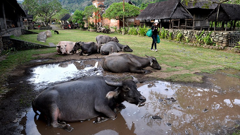 Mengunjungi Desa Wisata Unggulan di Wilayah Bali Timur - Bagian 1