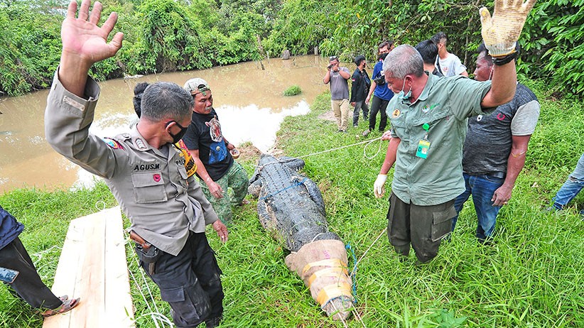 Puluhan Ekor Buaya Dievakuasi dari Penangkaran Terbengkalai di Muaro Jambi - Bagian 1