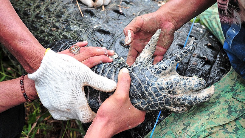 Puluhan Ekor Buaya Dievakuasi dari Penangkaran Terbengkalai di Muaro Jambi - Bagian 4