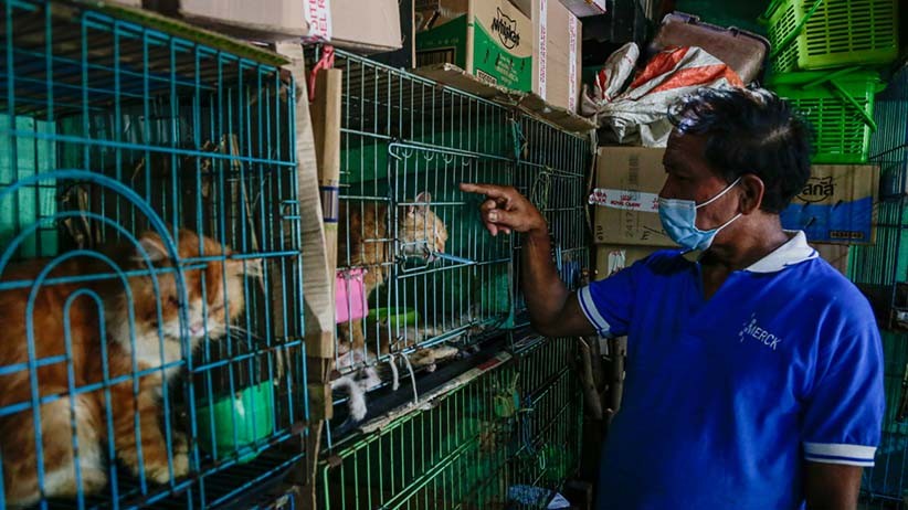 Berburu Hewan Peliharaan di Pasar Barito - Bagian 4