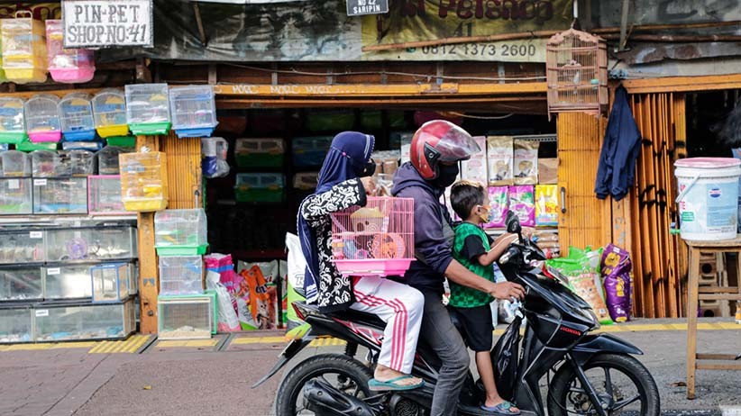 Berburu Hewan Peliharaan di Pasar Barito - Bagian 1