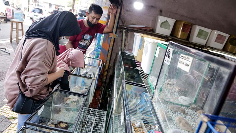 Berburu Hewan Peliharaan di Pasar Barito - Bagian 2