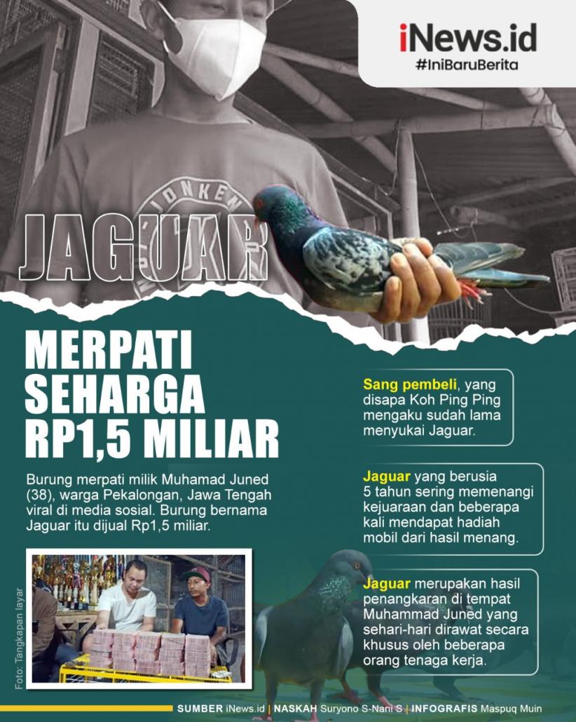 Infografis Jaguar Merpati Seharga Rp1,5 Miliar