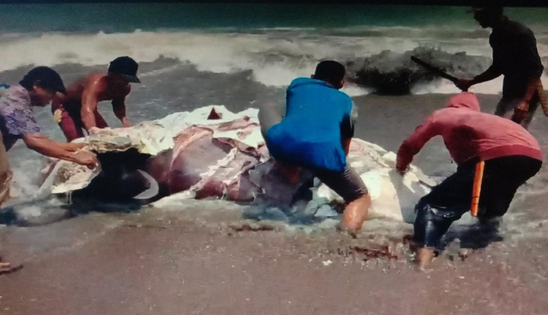 Heboh, Warga Potong Daging Hiu Tutul yang Mati Terdampar di Cianjur Selatan