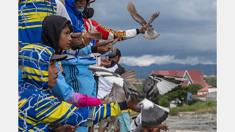 Kontes Merpati Balap - Bagian 2