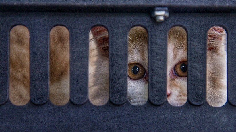 Kota Medan Masuk Daftar Tertinggi Penularan Rabies, 100 Hewan Divaksinasi Gratis - Bagian 1