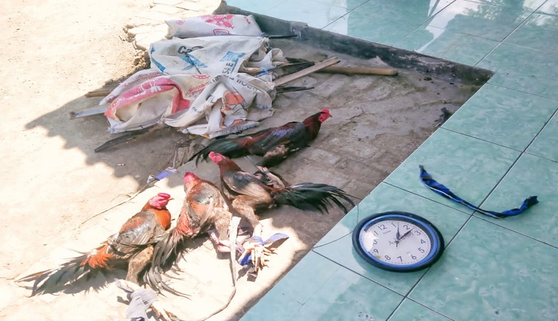 Disergap Polisi saat Judi Sabung Ayam, Puluhan Warga di Karawang Kocar-Kacir