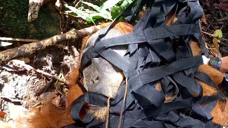 BKSDA Aceh Evakuasi 2 Orang Utan, Ada Bekas Tembakan di Dada dan Dahi