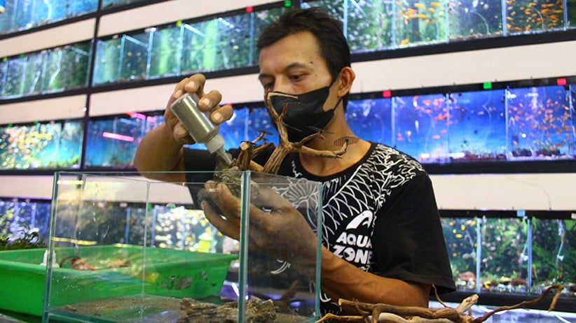 Ini Upaya Pedagang Ikan Hias untuk Meningkatkan Penjualan - Bagian 2