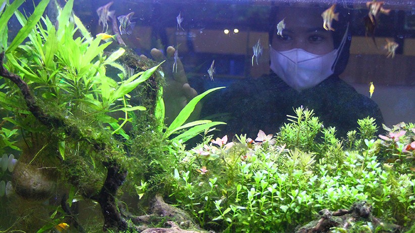 Ini Upaya Pedagang Ikan Hias untuk Meningkatkan Penjualan - Bagian 1