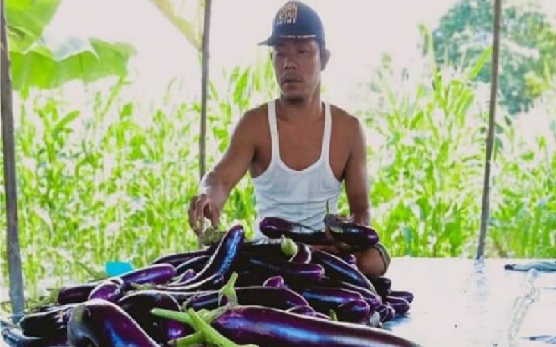 Petani Palas Dibuat Lemas Gegara Harga Terong Ungu Hanya Rp4.500 per Kg