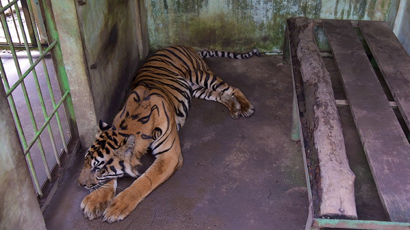 Penampakan Harimau Sumatera Kurus Memakan Rumput di Medan Zoo - Bagian 1