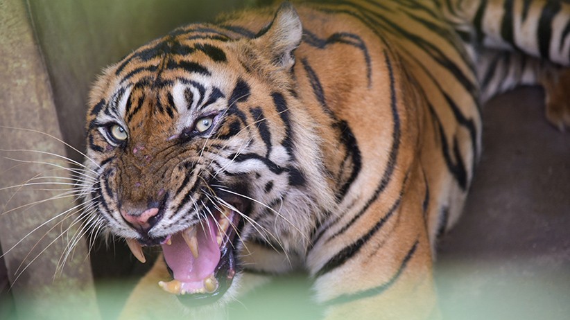  Petugas BKSDA Temukan Jejak Harimau di Agam