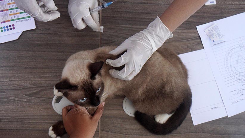 Melihat Reaksi Kucing-Kucing Disuntik Vaksin Rabies Bikin Gemas - Bagian 5
