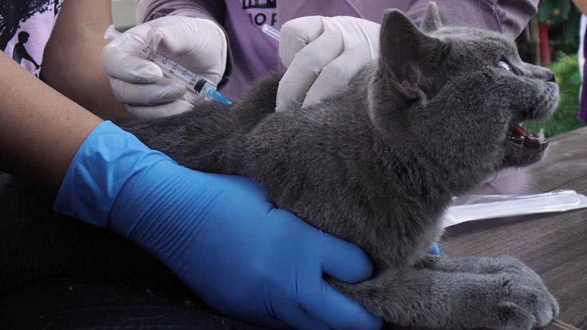 Melihat Reaksi Kucing-Kucing Disuntik Vaksin Rabies Bikin Gemas - Bagian 4