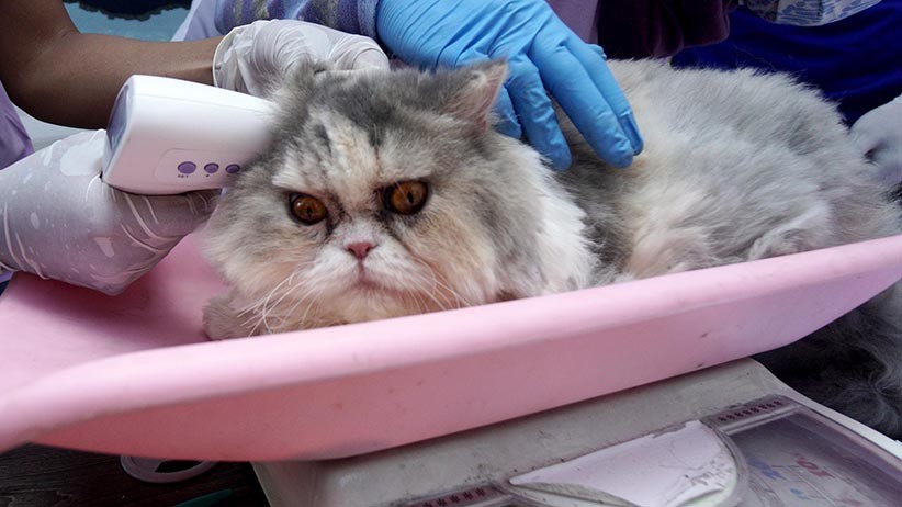 Melihat Reaksi Kucing-Kucing Disuntik Vaksin Rabies Bikin Gemas - Bagian 3